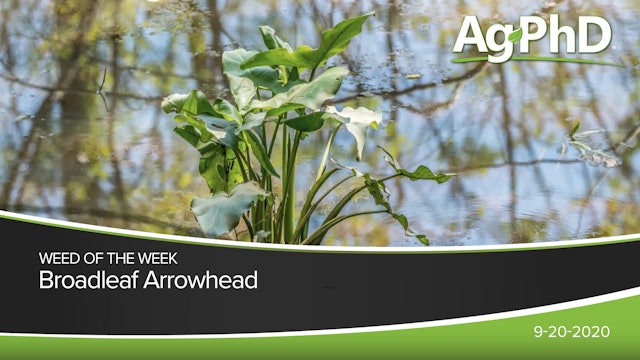 Broadleaf Arrowhead | Ag PhD