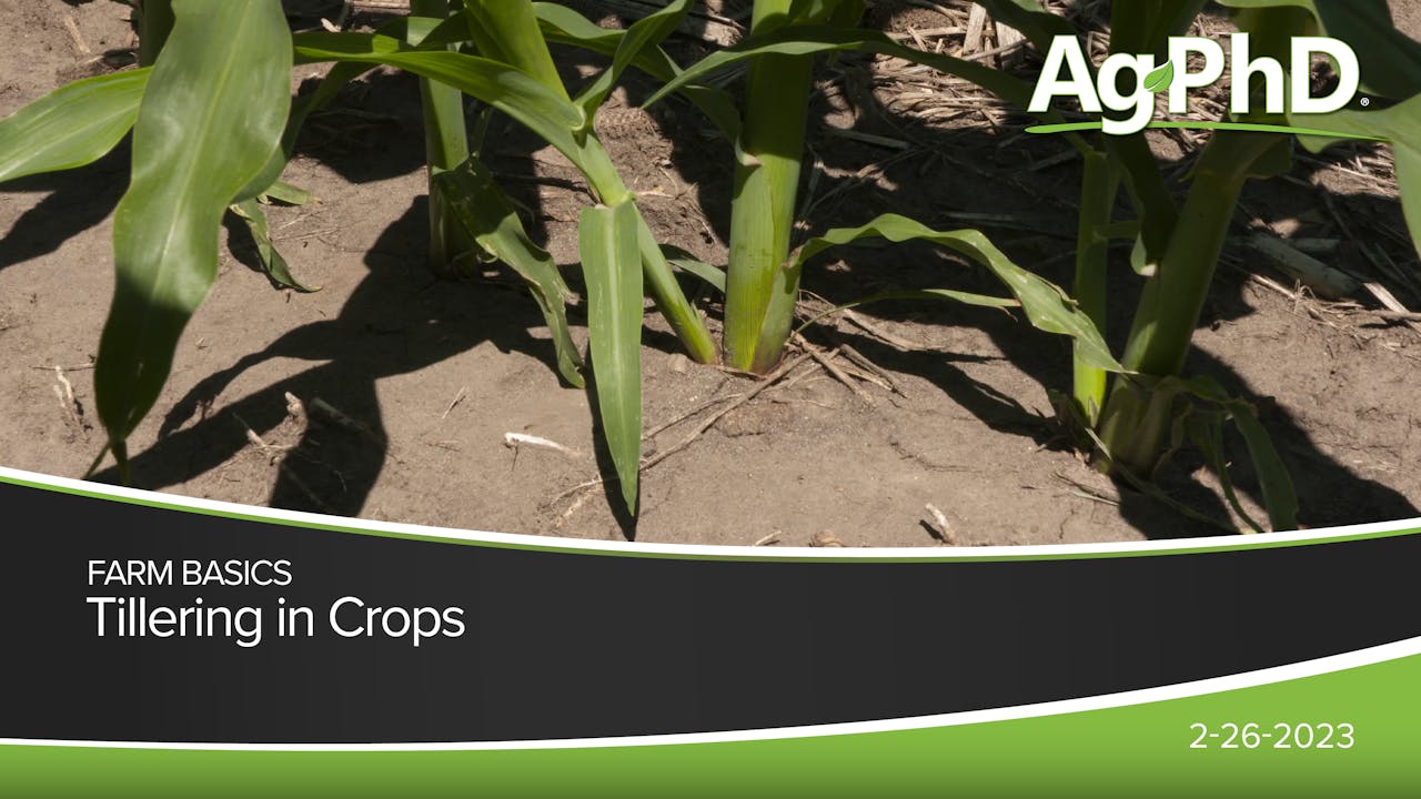 Tillering in Crops Ag PhD 2023 AcresTV