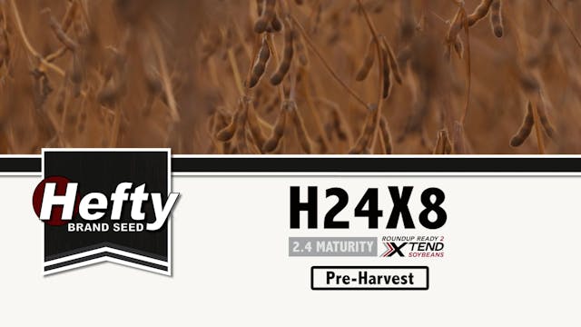 Hefty Brand Soybeans - H24X8 at Pre-H...