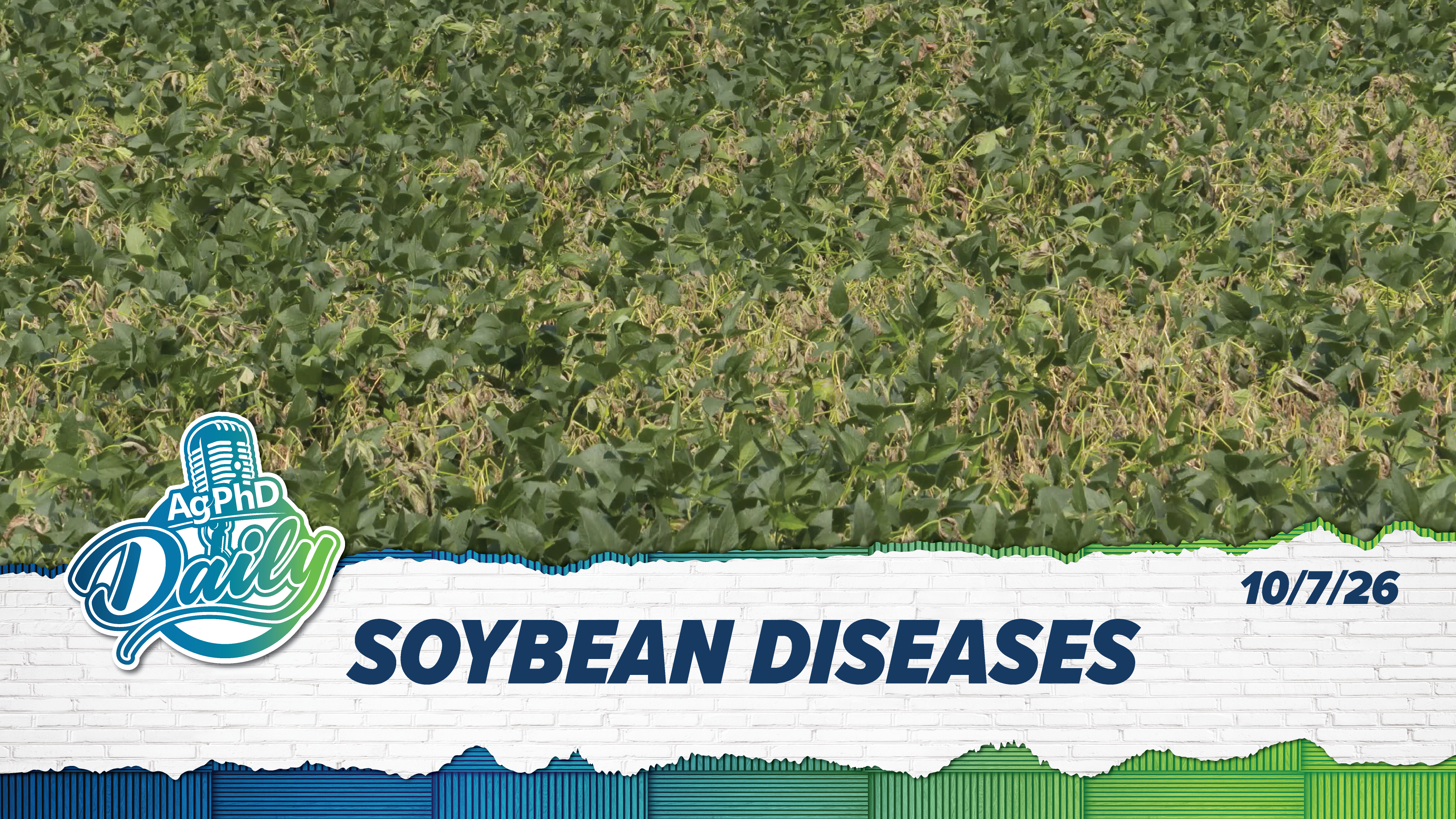 Soybean Diseases | Ag PhD Daily | 10/07/26