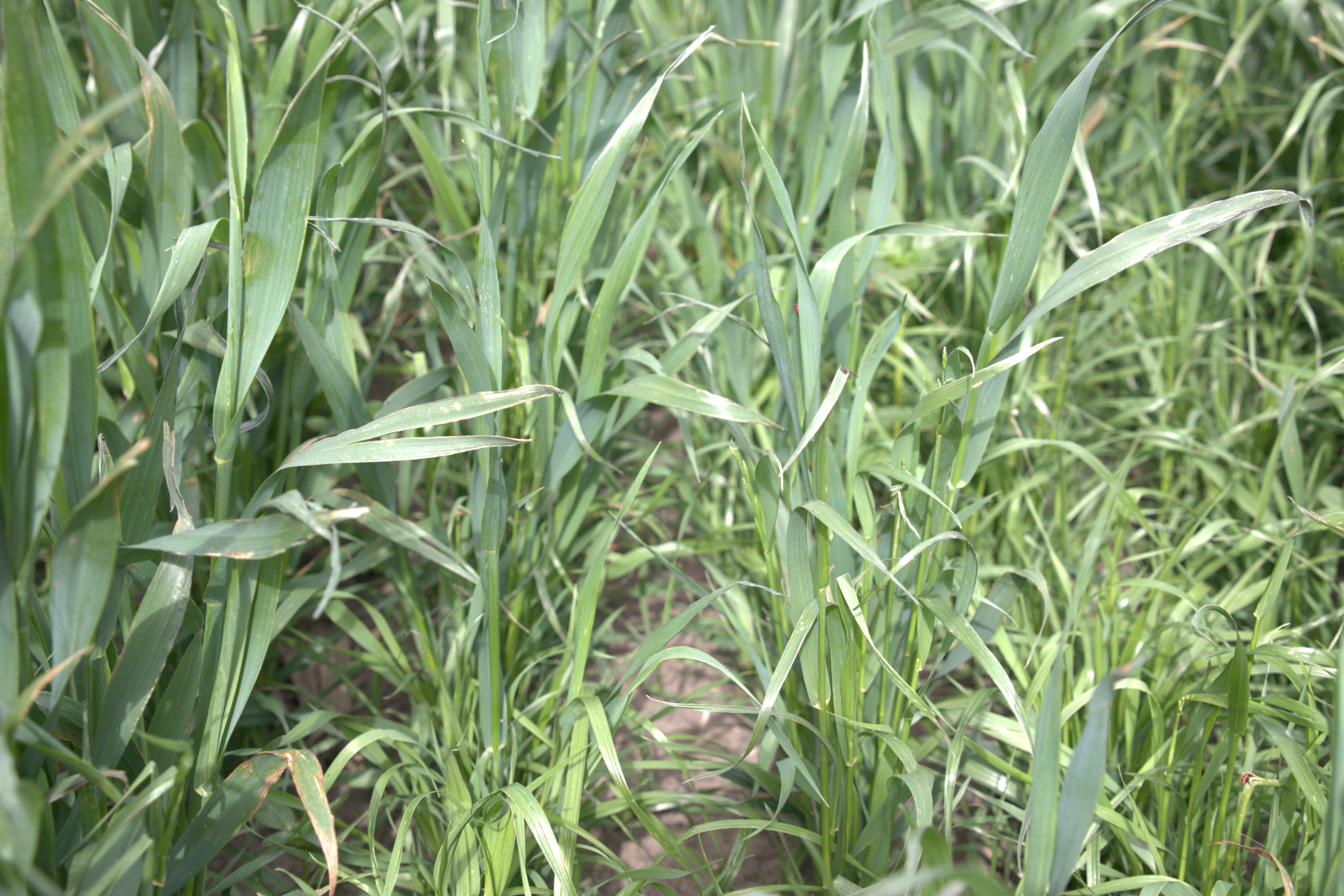 Heavyweight | Renovo Seed