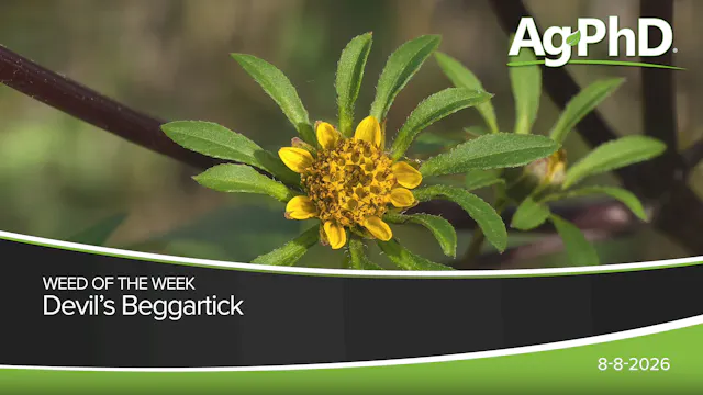 Devil's Beggartick | Ag PhD