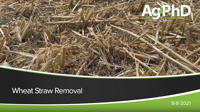 Wheat Straw Removal