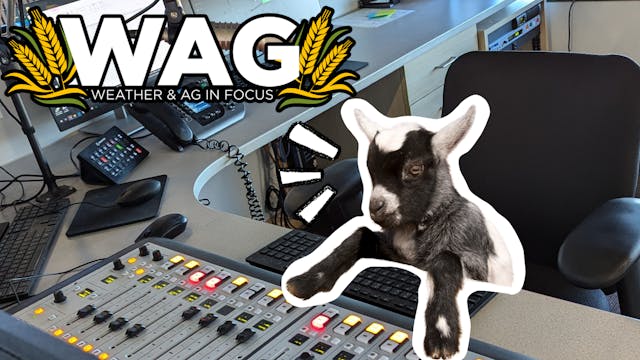 Market Uncovered | WAG in Focus 11-21-25