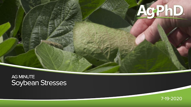 Soybean Stresses | Ag PhD