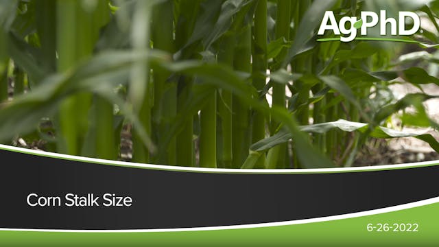 Corn Stalk Size | Ag PhD