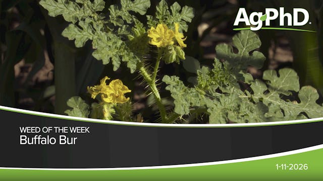 Buffalo Bur | Ag PhD