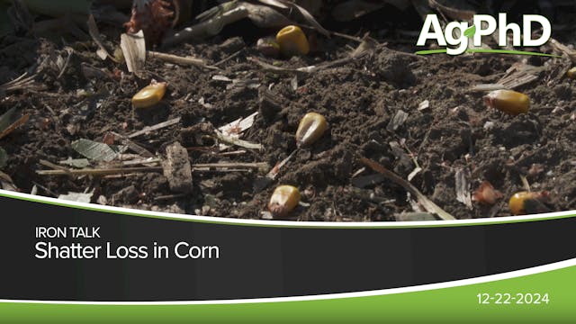 Shatter Loss in Corn | Ag PhD