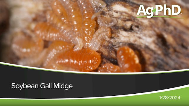 Soybean Gall Midge | Ag PhD
