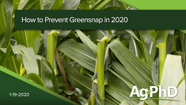 How To Prevent Green Snap | Ag PhD