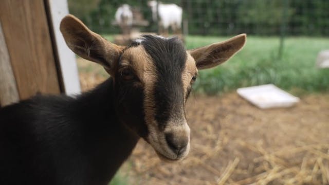 The G.O.A.T. Farmer | 208 | Live To Farm