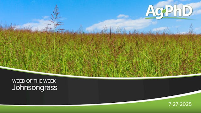 Johnsongrass | Ag PhD