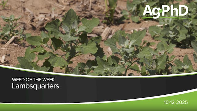 Lambsquarters | Ag PhD