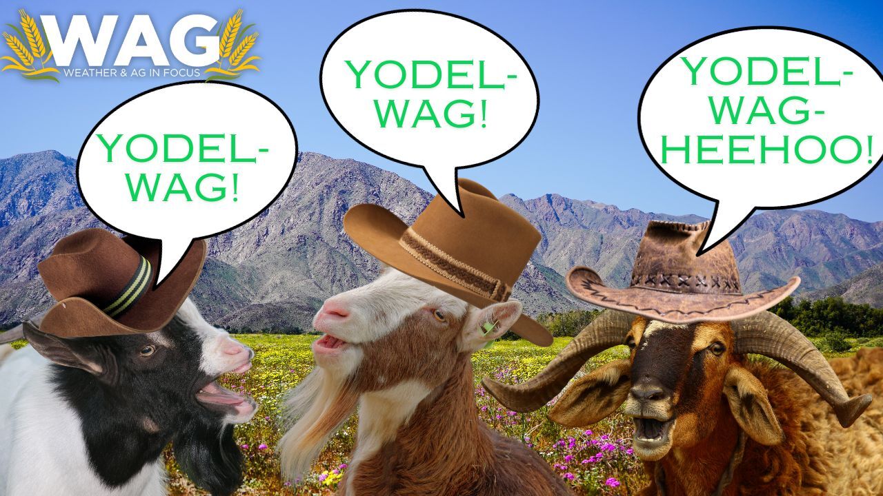 Watch Live on a Free for All Friday! | WAG in Focus 12/1/23