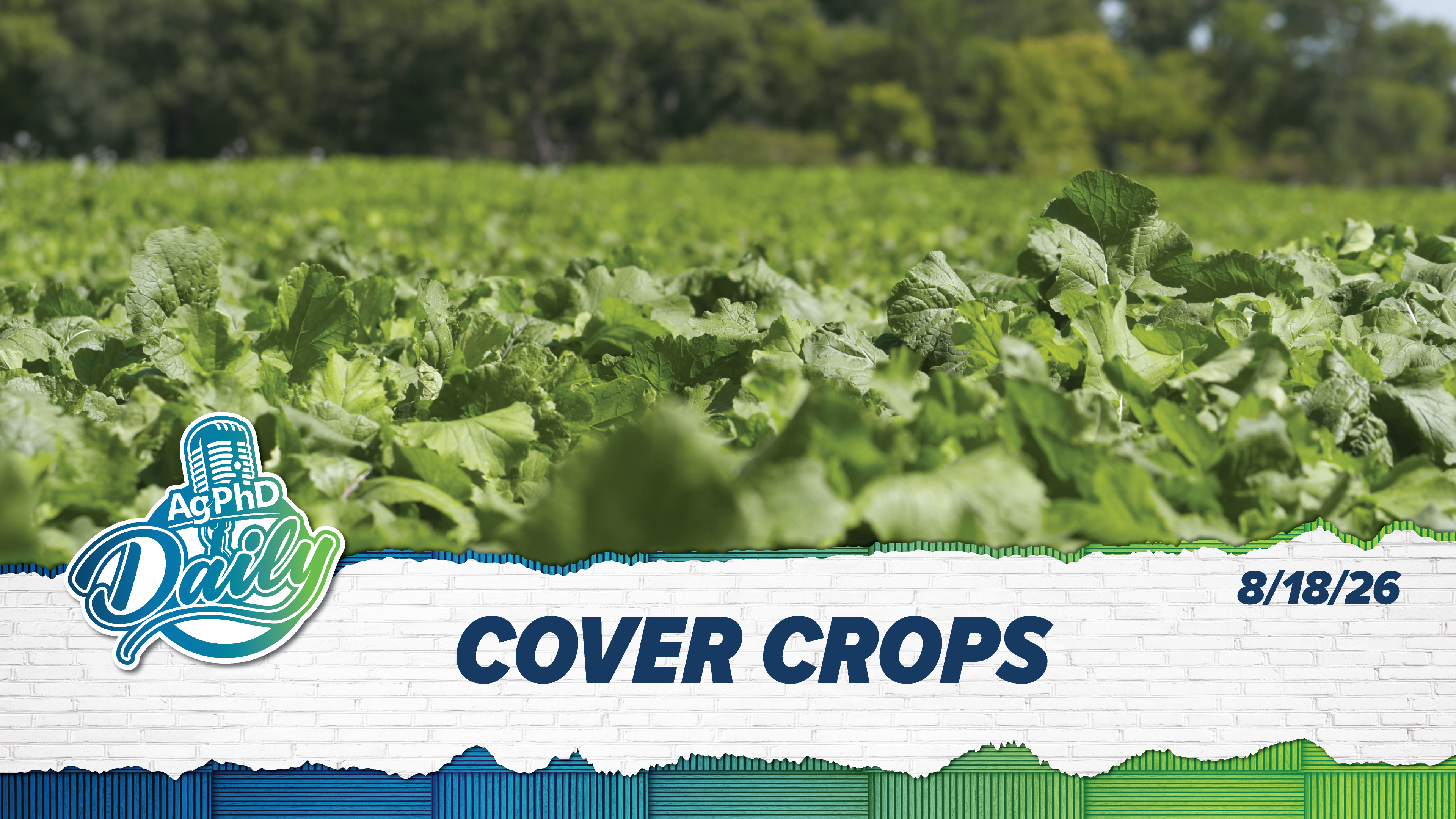 Cover Crop | Ag PhD Daily | 8/18/2026