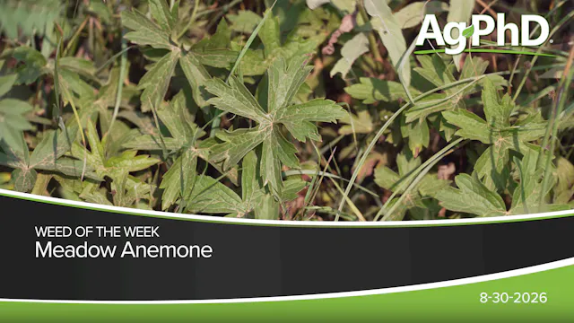 Meadow Anemone | Ag PhD