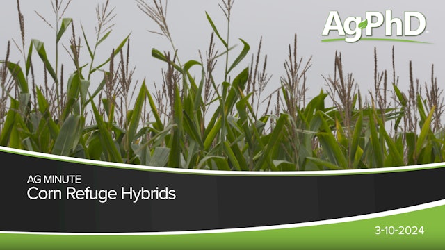 Corn Refuge Hybrids | Ag PhD