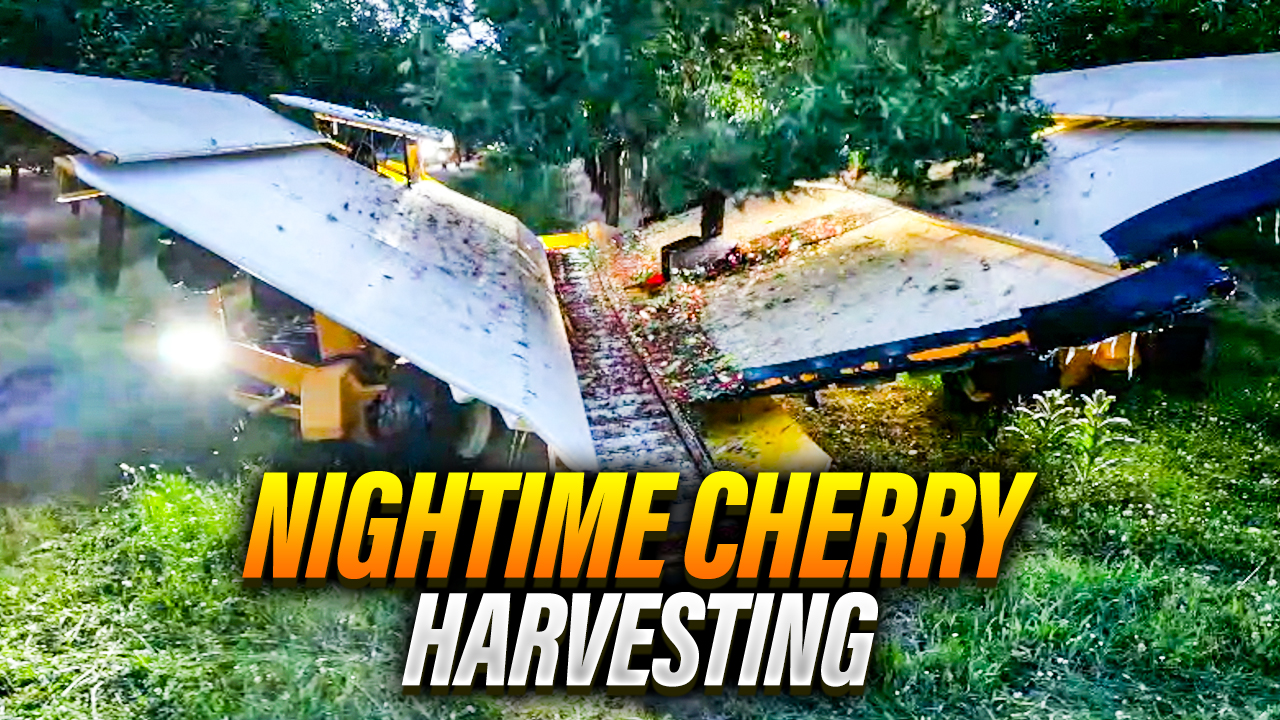 Midnight Tart Cherry Harvest | Pomes and Stones