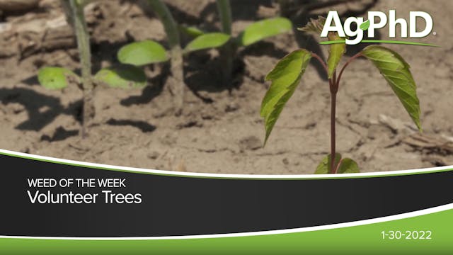 Volunteer Trees | Ag PhD