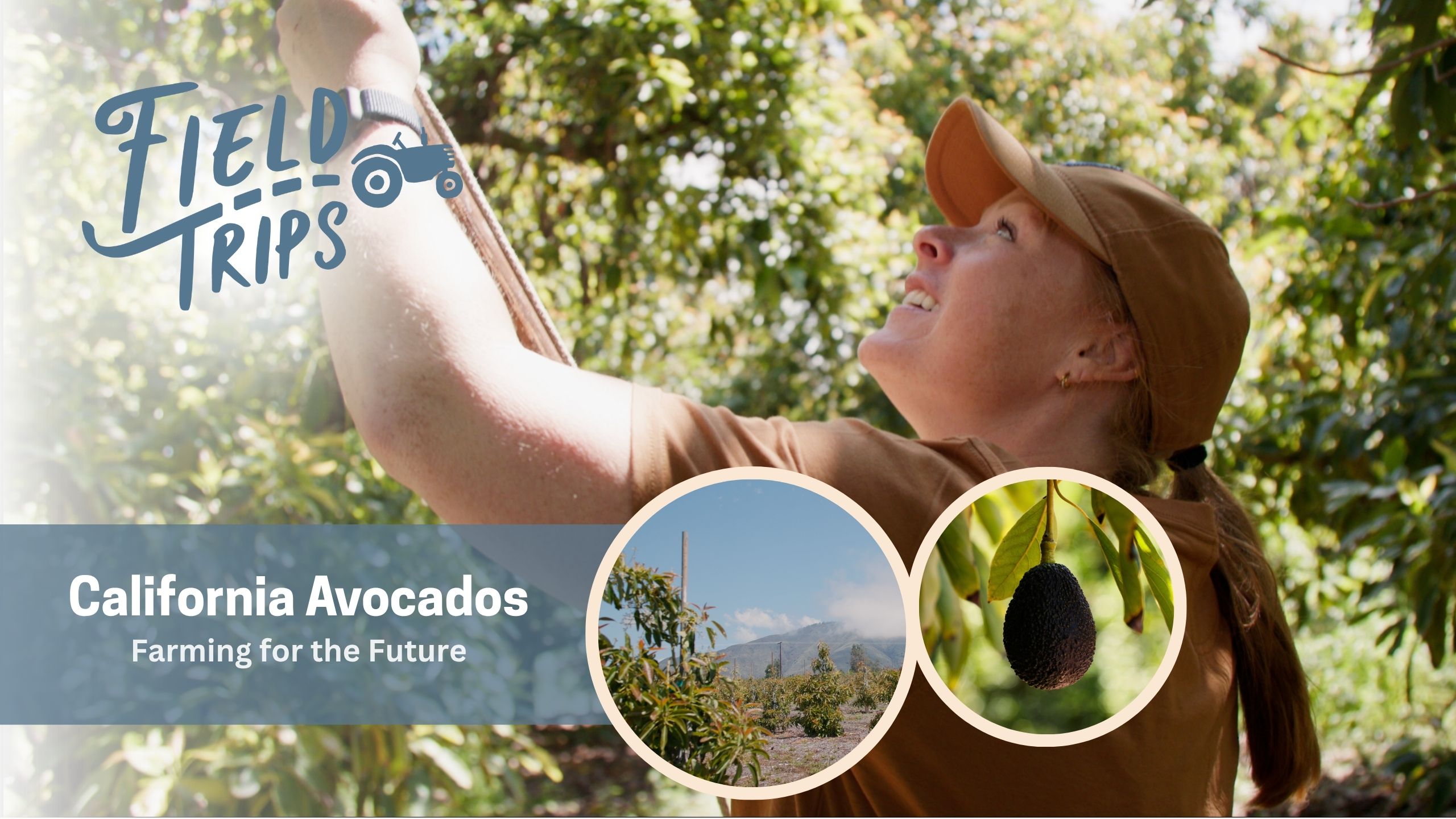 California Avocados: Farming for the Future | Field Trips