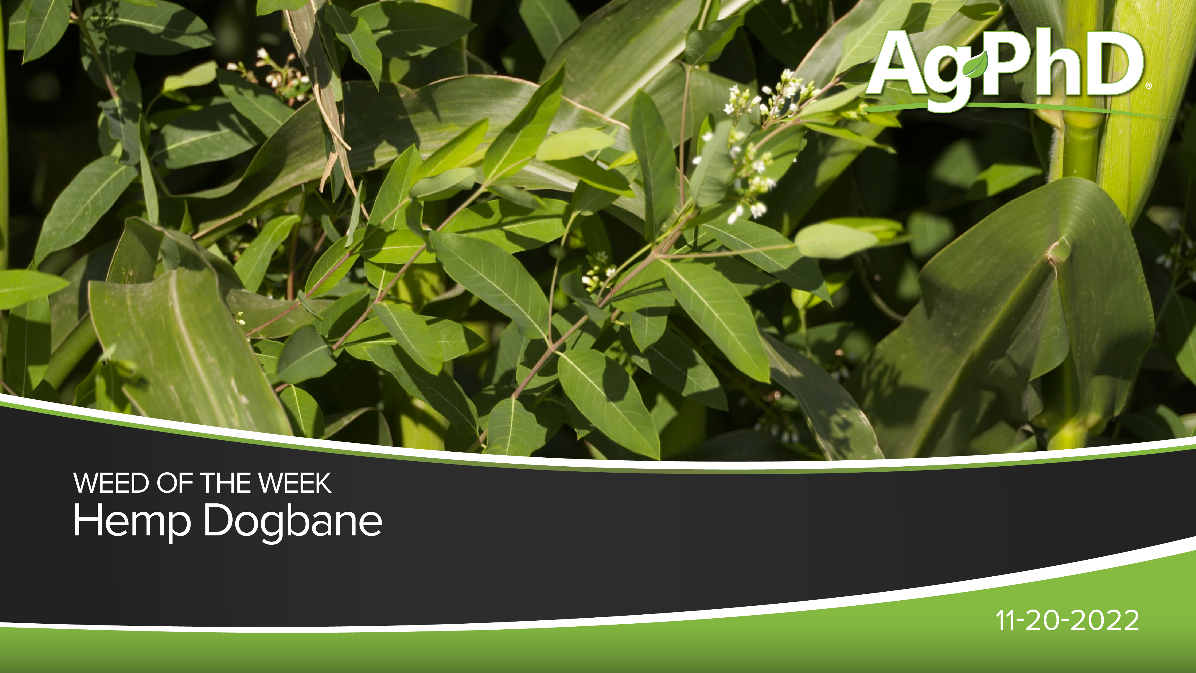 Hemp Dogbane | Ag PhD