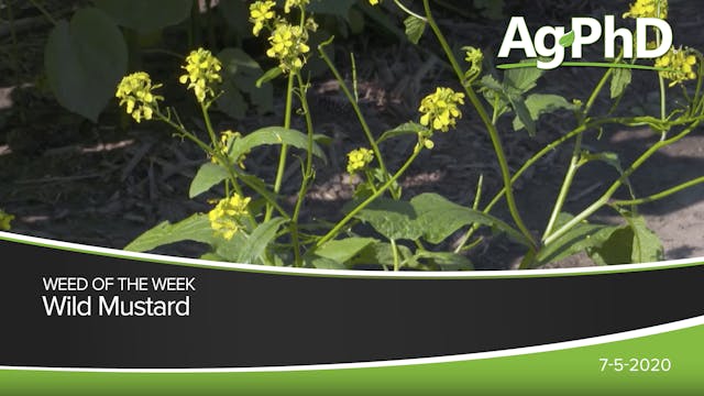 Wild Mustard | Ag PhD