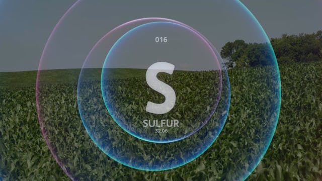Sulfur in Corn Programs | AgroLiquid NS