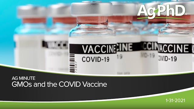 GMOs and the COVID Vaccine | Ag PhD