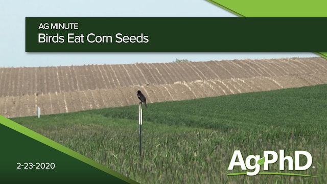 Birds Eat Corn Seeds | Ag PhD