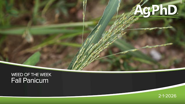 Fall Panicum | Ag PhD