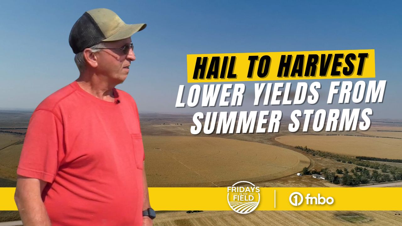 Hail To Harvest: Nebraska Farmer Faces Lower Yields From Summer Storms