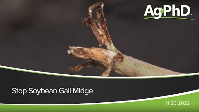 Stop Soybean Gall Midge | Ag PhD