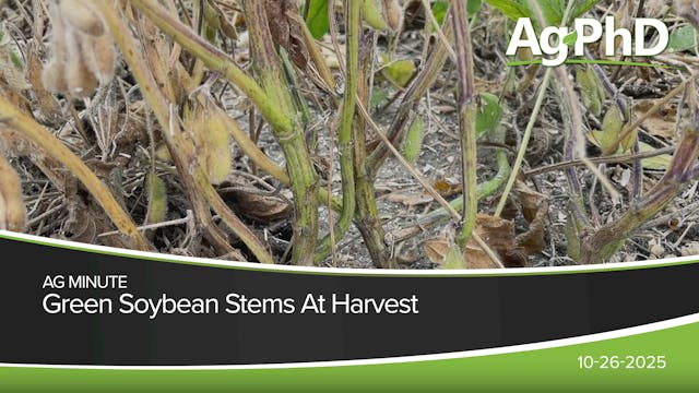 Green Soybean Stems At Harvest | Ag PhD