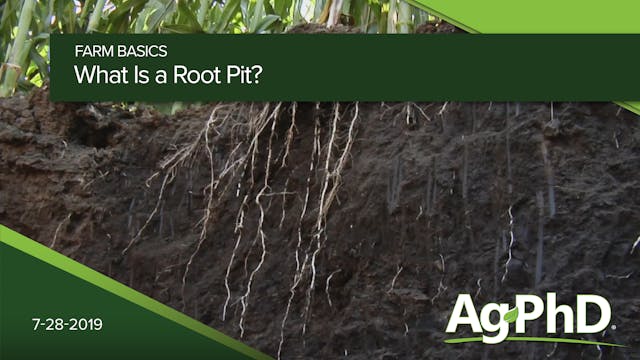 What Is a Root Pit?