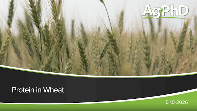Protein in Wheat | Ag PhD