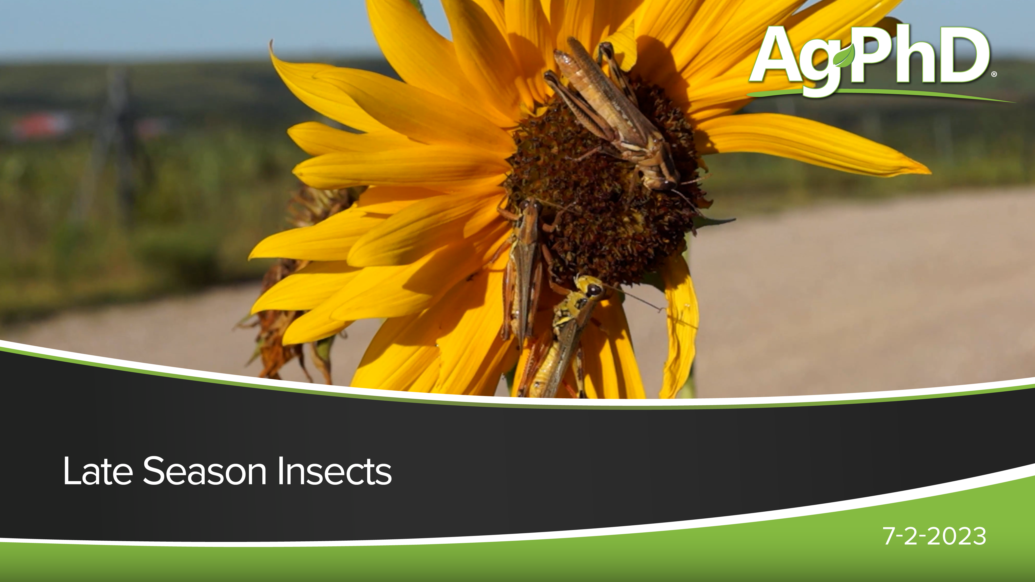 Late Season Insects | Ag PhD