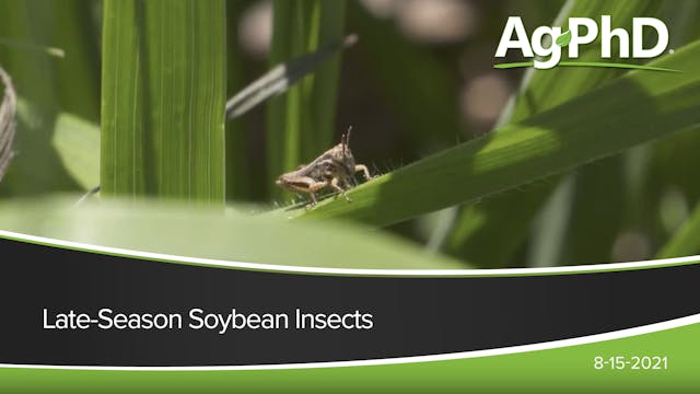 Late Season Soybean Insects | Ag PhD