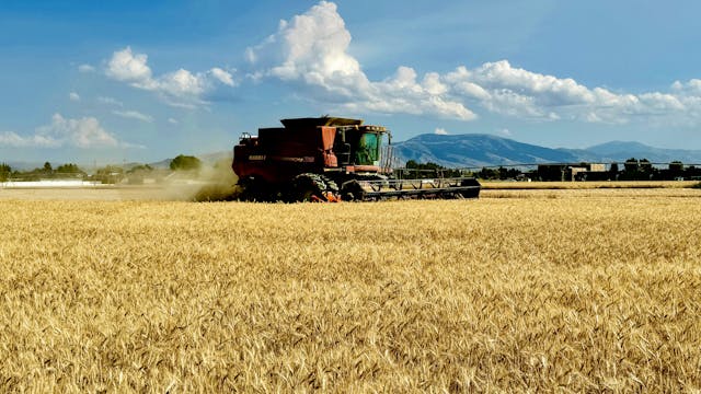 Idaho Barley Harvest | Redox