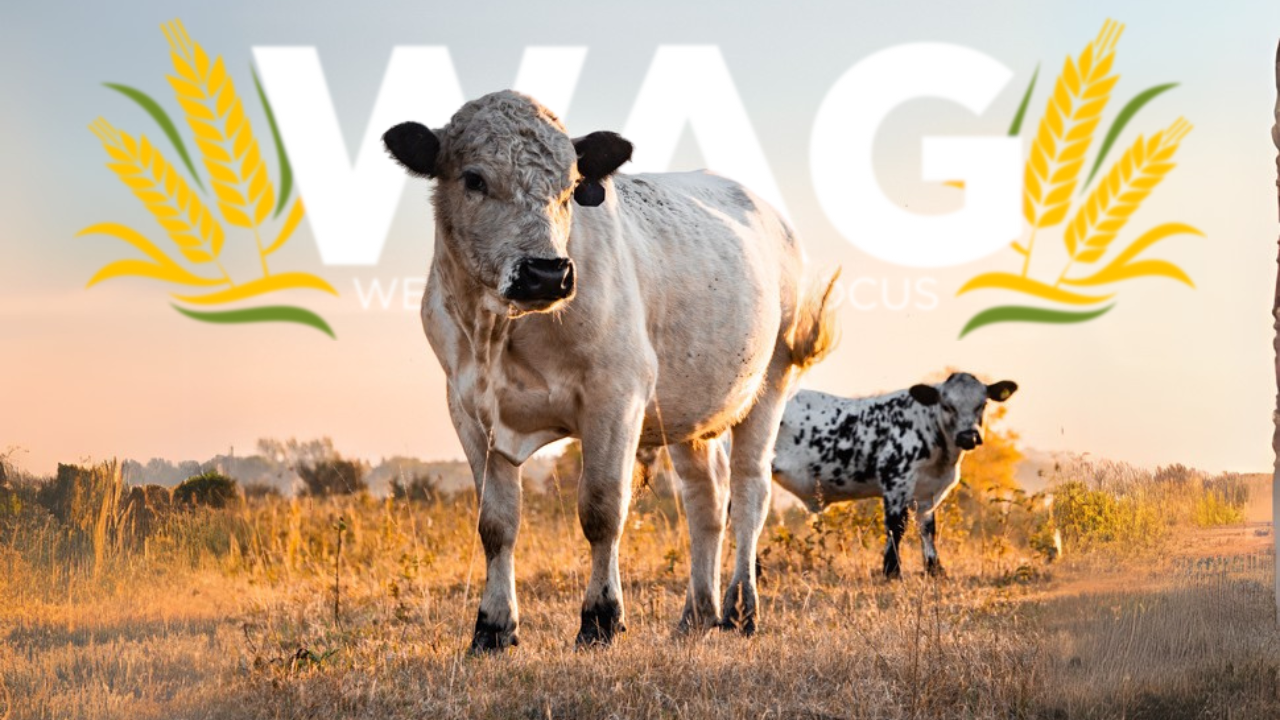 Wednesday Weather Trivia | WAG in Focus 04-29-26