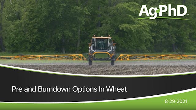 Pre and Burndown Options in Wheat