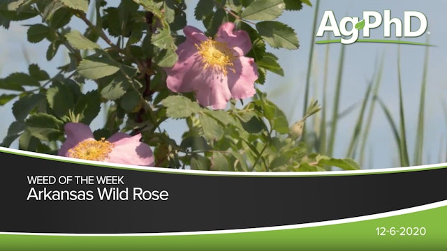 Arkansas Wild Rose