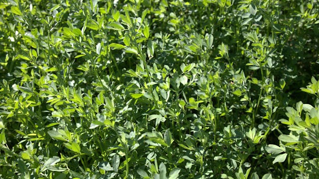 Survivor Plus | Renovo Seed