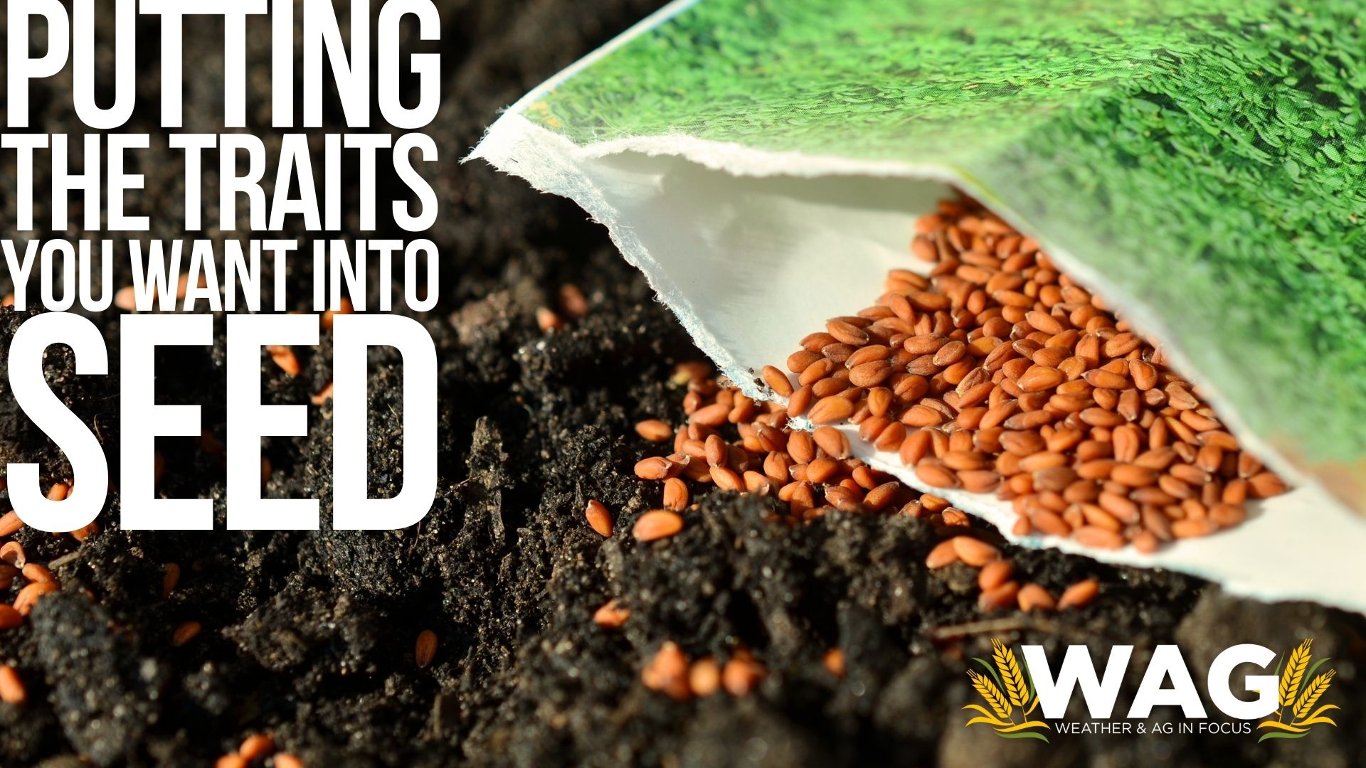 Putting the Traits You Want in Seed. 12-15-22 WAG In Focus