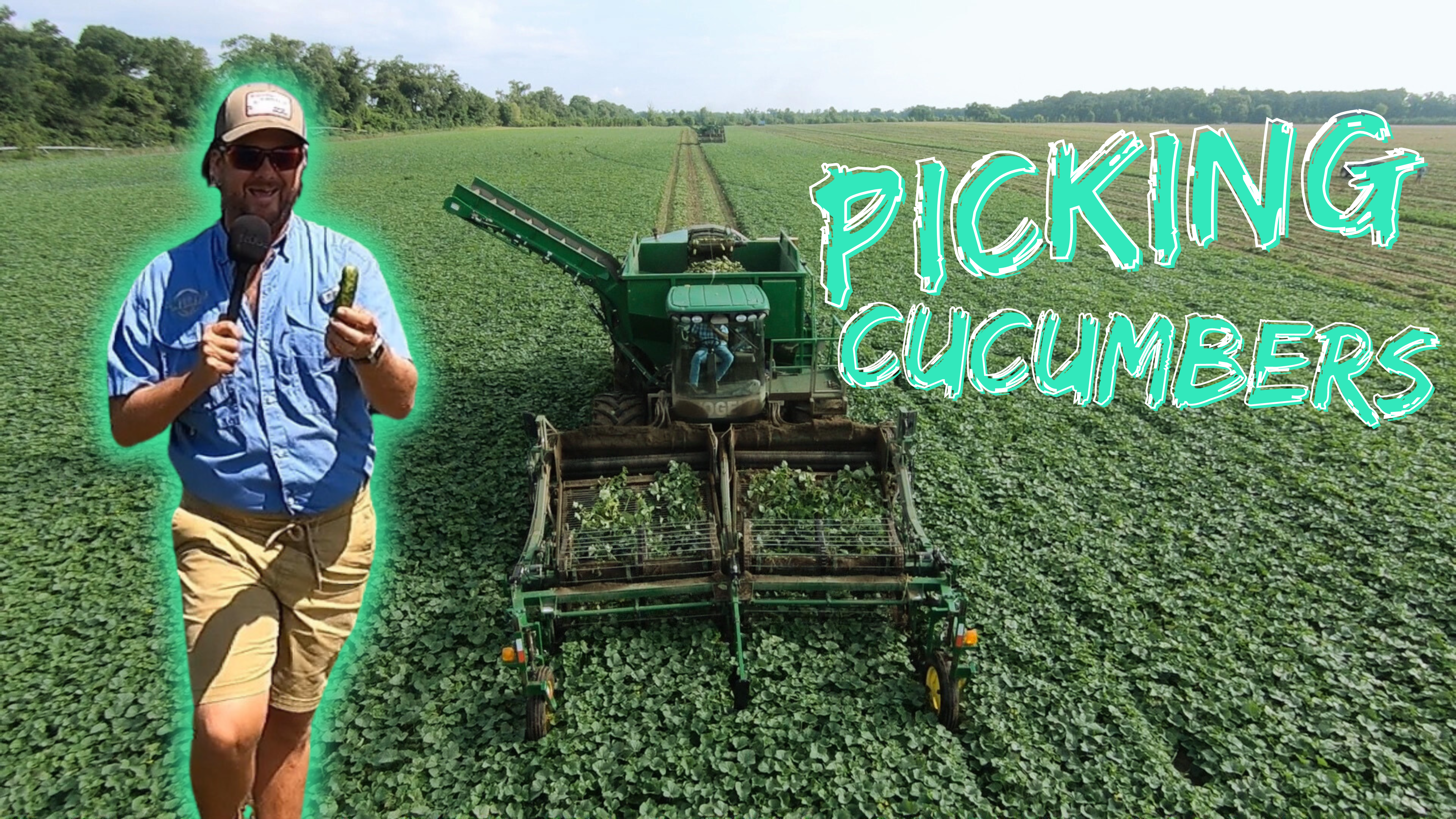 Florida Cucumber Harvest | Randy the Farmer