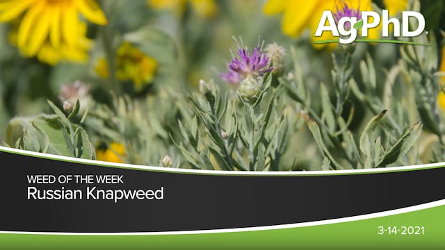 Russian Knapweed | Ag PhD