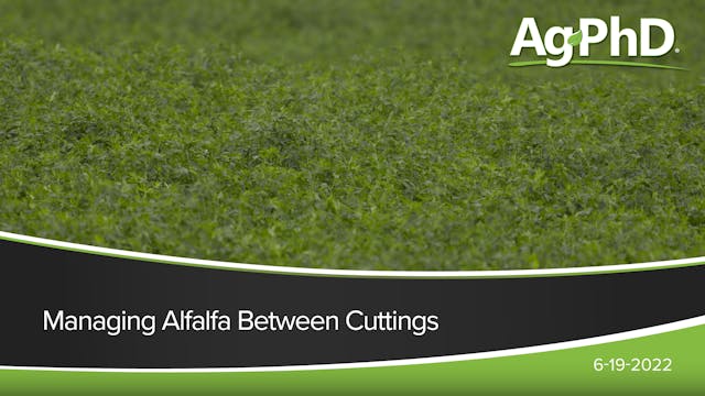 Managing Alfalfa Between Cuttings