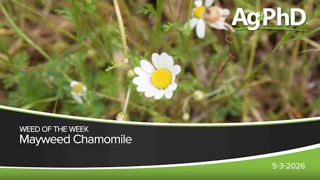 Mayweed Chamomile | Ag PhD