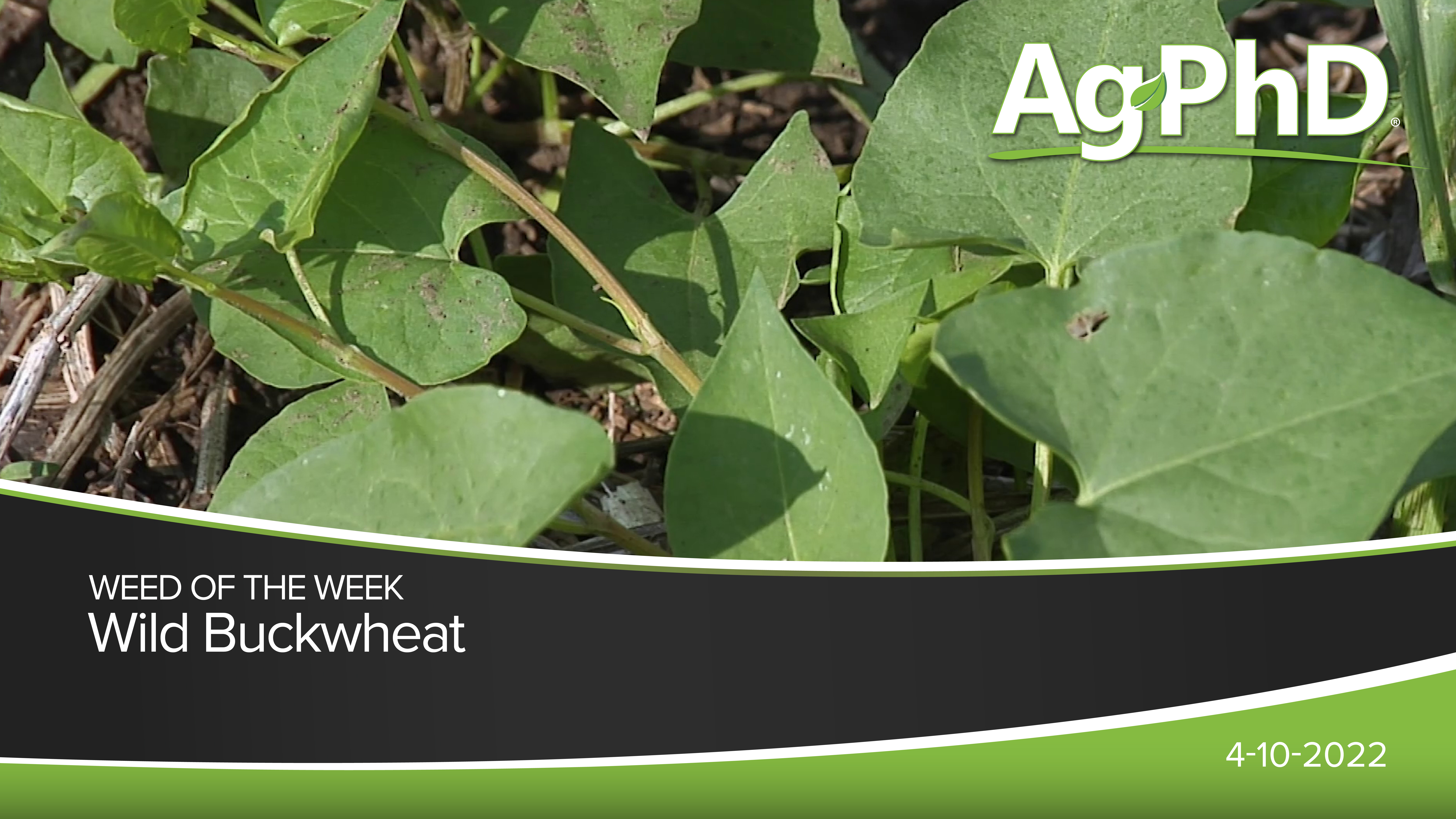 Wild Buckwheat | Ag PhD