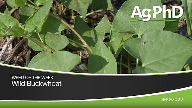 Wild Buckwheat | Ag PhD