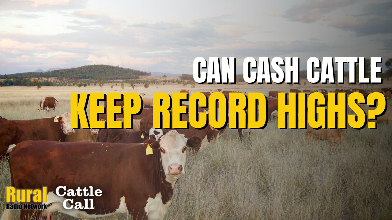 Cattle Market Surges to Record Highs As Cash Trades Hit $220 | Cattle Call